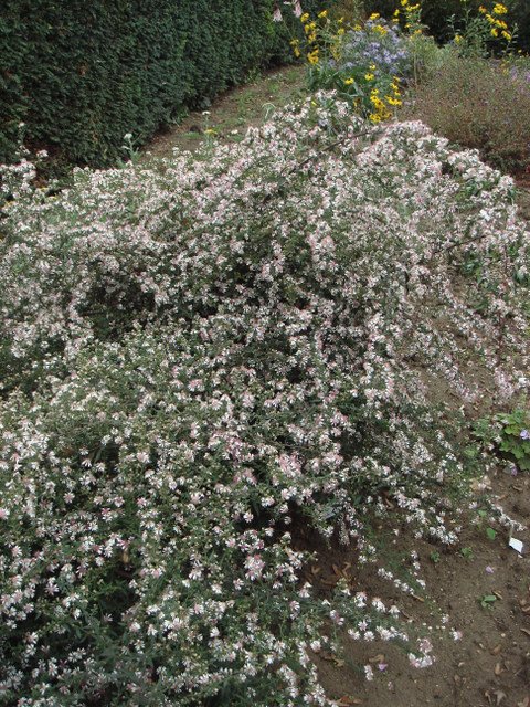 Aster lateriflorus 'Lady in Black'